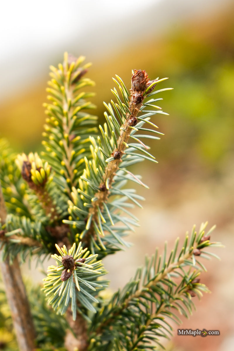Picea omorika 'Aurea' Serbian Spruce