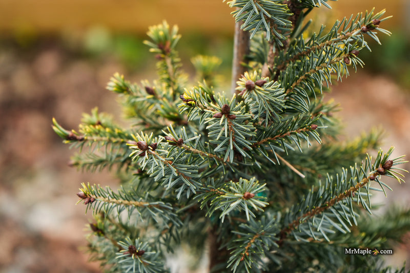 Picea omorika 'Aurea' Serbian Spruce