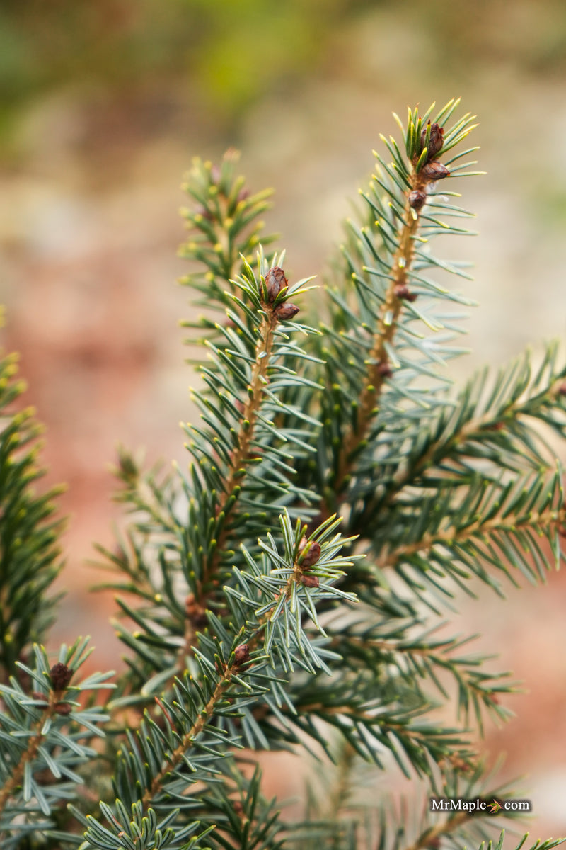 Picea omorika 'Aurea' Serbian Spruce