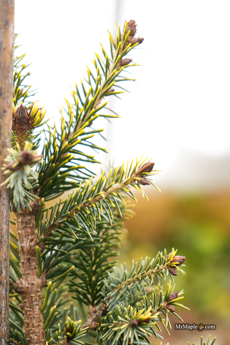 Picea omorika 'Aurea' Serbian Spruce