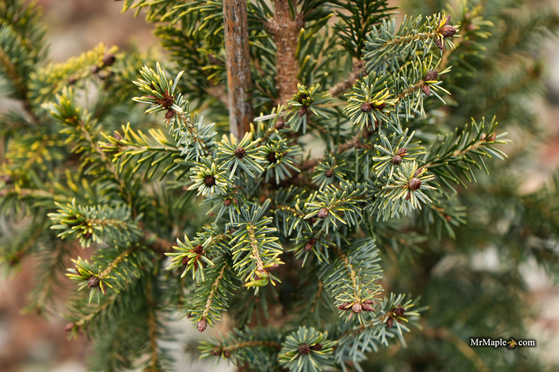 Picea omorika 'Aurea' Serbian Spruce