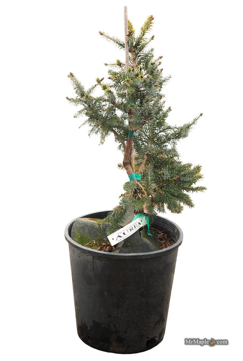 Picea omorika 'Aurea' Serbian Spruce