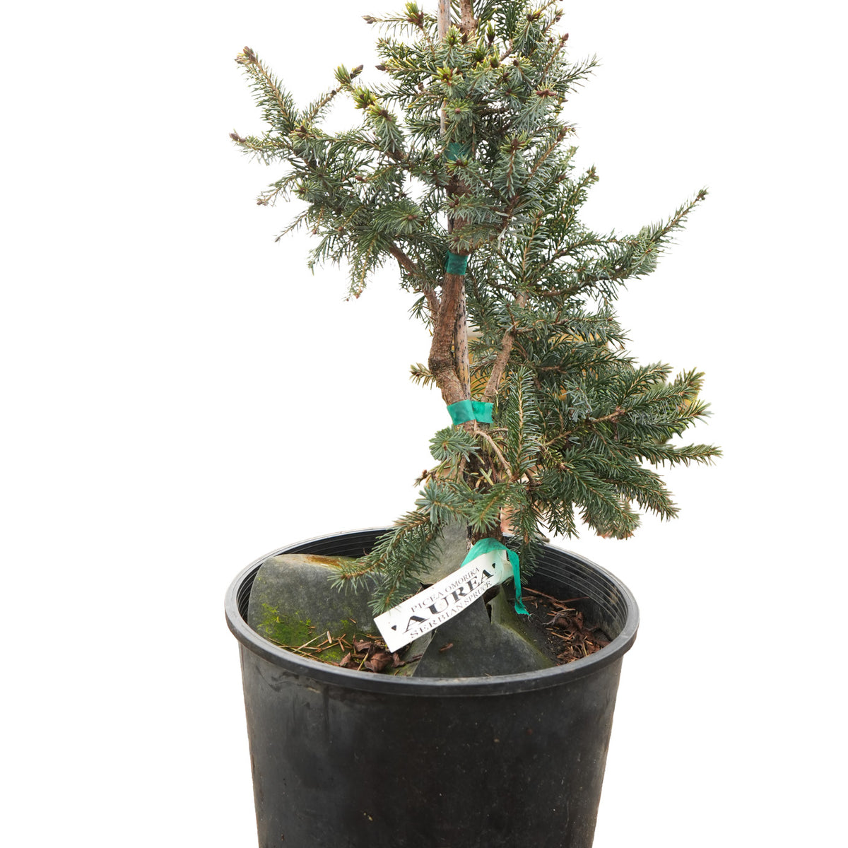 Buy Picea Omorika 'Aurea' Serbian Spruce — Mr Maple Buy Japanese Maple Trees