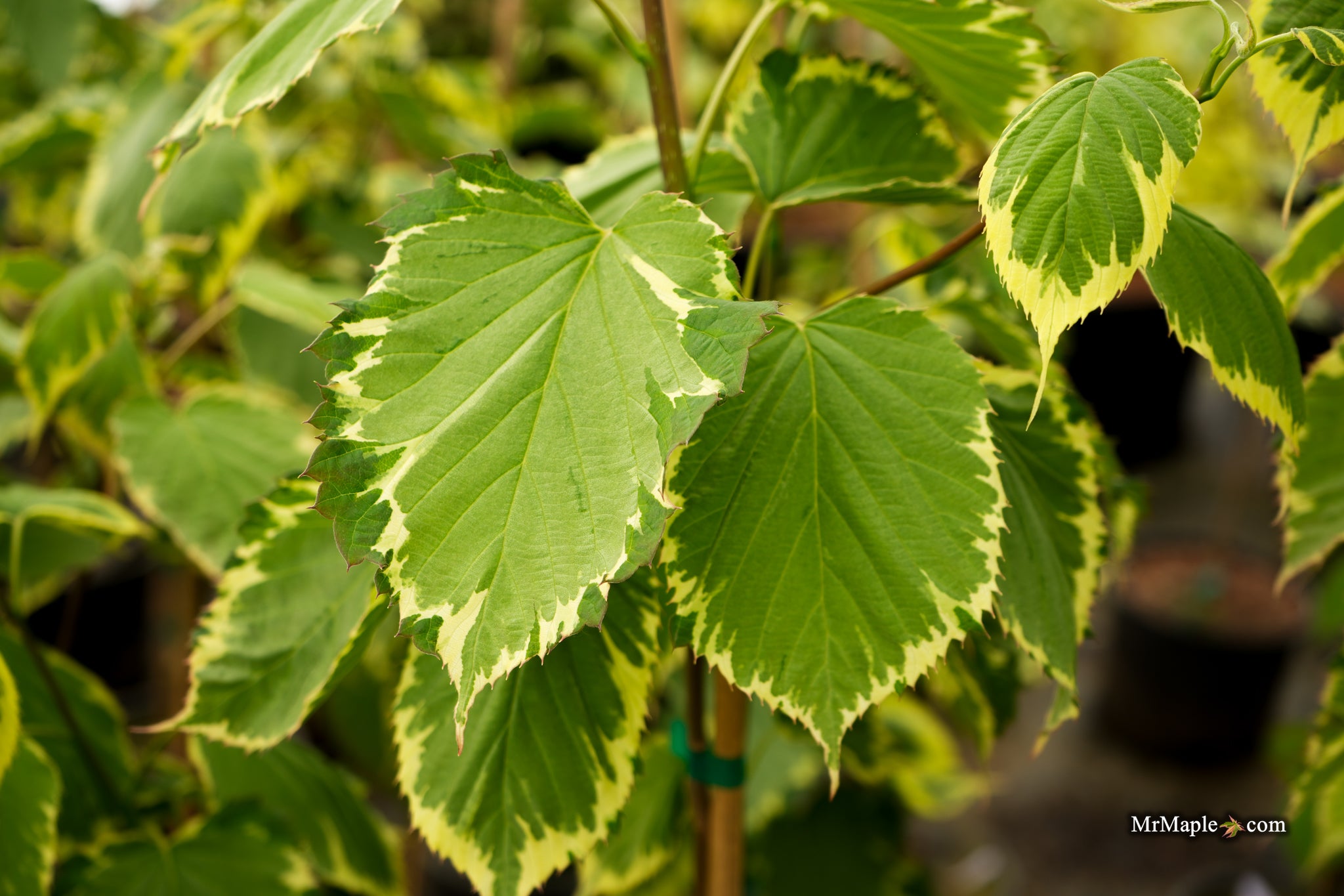 Buy Davidia involucrata 'Aya nishiki' PP17066 Variegated Dove Tree