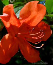 - Azalea 'Amagasa’ Vivid Red Flowering Satsuki Azalea - Mr Maple │ Buy Japanese Maple Trees