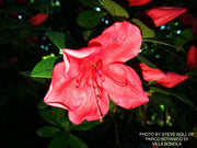 - Azalea 'Amagasa’ Vivid Red Flowering Satsuki Azalea - Mr Maple │ Buy Japanese Maple Trees