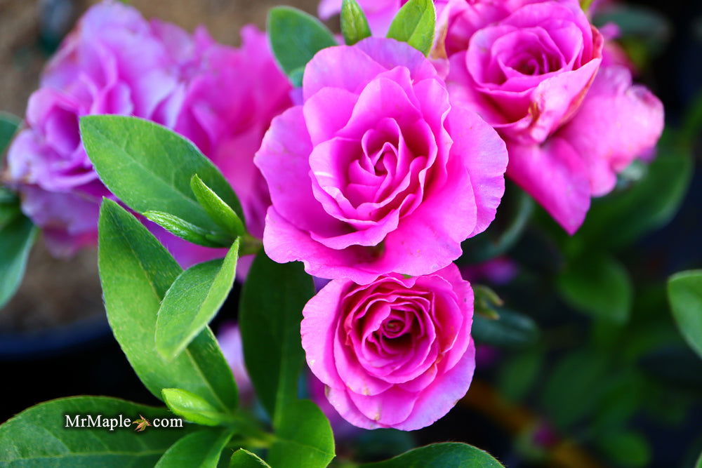 amelia plant Buy Azalea 'Amelia Rose' Double Pink Lavender Flowering Azalea — Mr Maple │  Buy Japanese Maple Trees