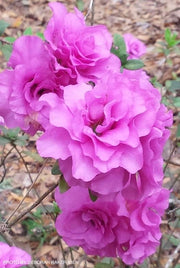 - Azalea 'Amelia Rose’ Double Pink Aromi Lavender Flowering Azalea - Mr Maple │ Buy Japanese Maple Trees