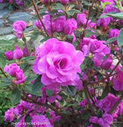 - Azalea 'Amelia Rose’ Double Pink Aromi Lavender Flowering Azalea - Mr Maple │ Buy Japanese Maple Trees