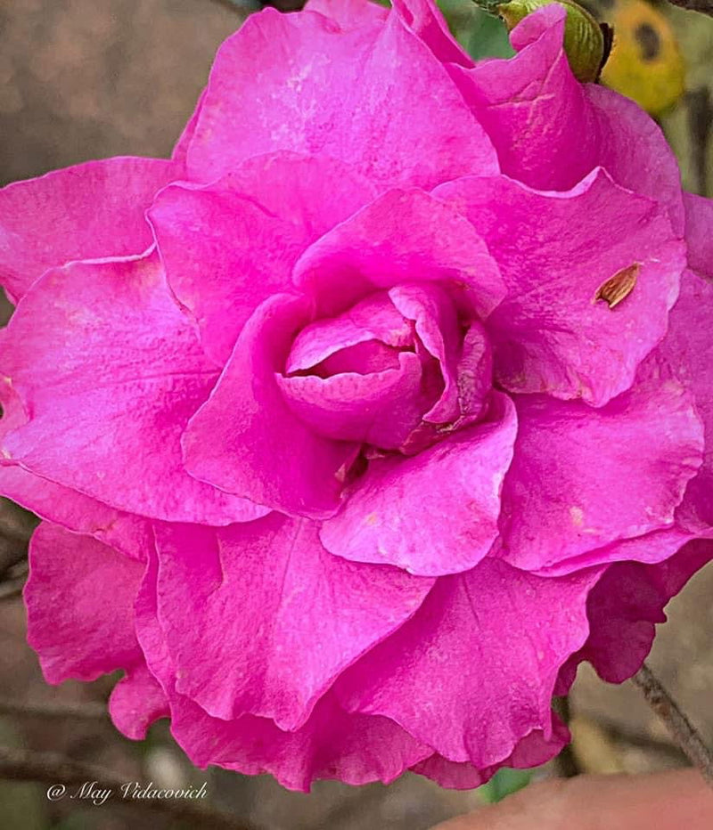 - Azalea 'Amelia Rose’ Double Pink Aromi Lavender Flowering Azalea - Mr Maple │ Buy Japanese Maple Trees