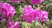- Azalea 'Amelia Rose’ Double Pink Aromi Lavender Flowering Azalea - Mr Maple │ Buy Japanese Maple Trees