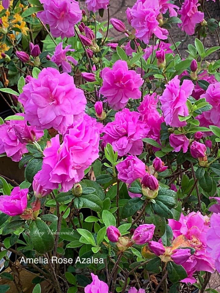 Buy Azalea 'Amelia Rose’ Double Pink Lavender Flowering Azalea — Mr ...