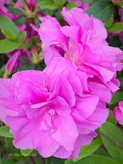 - Azalea 'Amelia Rose’ Double Pink Aromi Lavender Flowering Azalea - Mr Maple │ Buy Japanese Maple Trees
