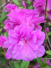 - Azalea 'Amelia Rose’ Double Pink Aromi Lavender Flowering Azalea - Mr Maple │ Buy Japanese Maple Trees