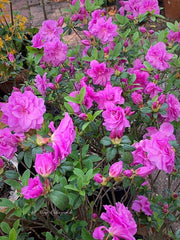 - Azalea 'Amelia Rose’ Double Pink Aromi Lavender Flowering Azalea - Mr Maple │ Buy Japanese Maple Trees