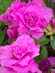 - Azalea 'Amelia Rose’ Double Pink Aromi Lavender Flowering Azalea - Mr Maple │ Buy Japanese Maple Trees