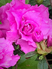 - Azalea 'Amelia Rose’ Double Pink Aromi Lavender Flowering Azalea - Mr Maple │ Buy Japanese Maple Trees