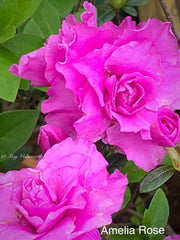 - Azalea 'Amelia Rose’ Double Pink Aromi Lavender Flowering Azalea - Mr Maple │ Buy Japanese Maple Trees