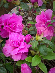 - Azalea 'Amelia Rose’ Double Pink Aromi Lavender Flowering Azalea - Mr Maple │ Buy Japanese Maple Trees