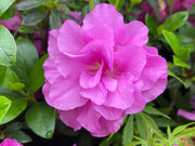 - Azalea 'Amelia Rose’ Double Pink Aromi Lavender Flowering Azalea - Mr Maple │ Buy Japanese Maple Trees