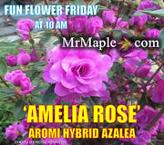 - Azalea 'Amelia Rose’ Double Pink Aromi Lavender Flowering Azalea - Mr Maple │ Buy Japanese Maple Trees