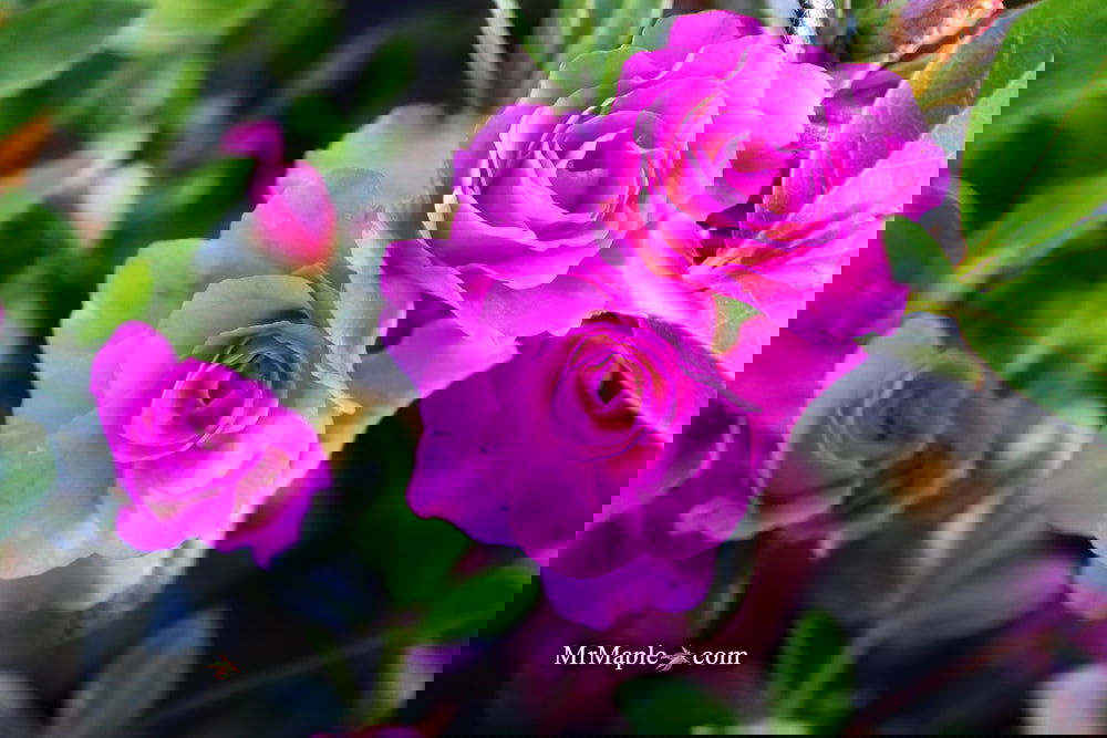 Buy Azalea 'Amelia Rose' Double Pink Lavender Flowering Azalea