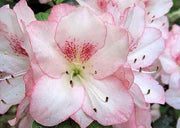 - Azalea 'Amy’ Flowering Kurume Azalea - Mr Maple │ Buy Japanese Maple Trees