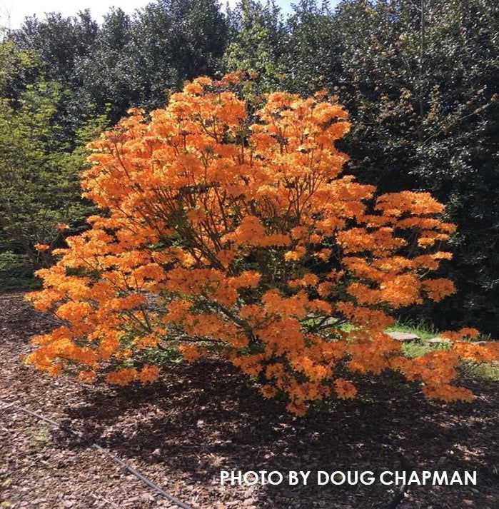 - Azalea 'Andrew J Boike' Native Flame Azalea - Mr Maple │ Buy Japanese Maple Trees