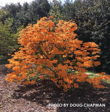 - Azalea 'Andrew J Boike' Native Flame Azalea - Mr Maple │ Buy Japanese Maple Trees