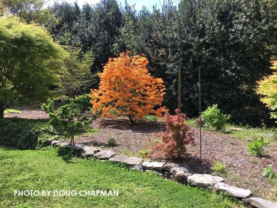 Buy Azalea 'Andrew J Boike' Native Alabama Flame Azalea — Mr Maple