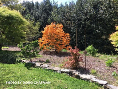 - Azalea 'Andrew J Boike' Native Flame Azalea - Mr Maple │ Buy Japanese Maple Trees