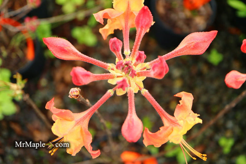 - Azalea 'Andrew J Boike' Native Flame Azalea - Mr Maple │ Buy Japanese Maple Trees