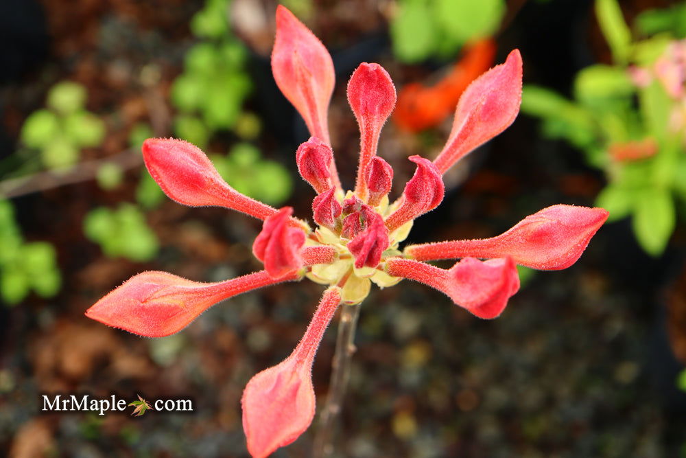 Buy Azalea 'Andrew J Boike' Native Alabama Flame Azalea — Mr Maple