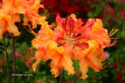 - Azalea 'Andrew J Boike' Native Flame Azalea - Mr Maple │ Buy Japanese Maple Trees
