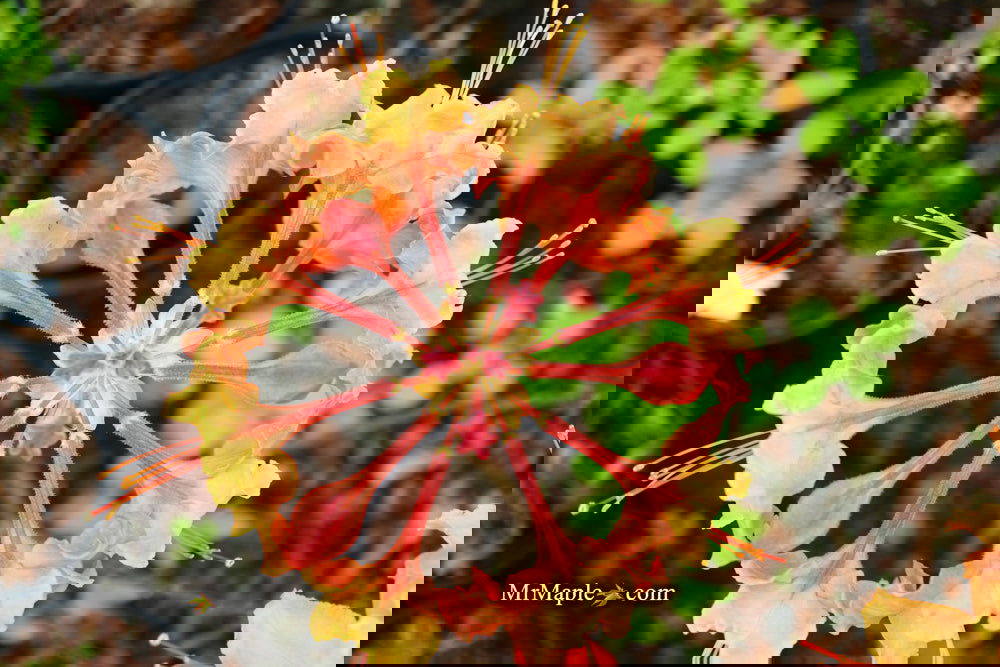 Buy Azalea 'Andrew J Boike' Native Alabama Flame Azalea — Mr Maple