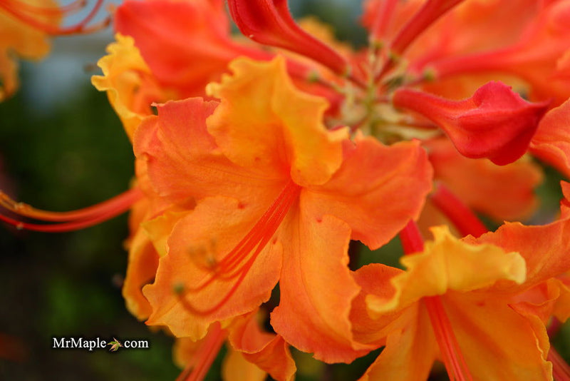 - Azalea 'Andrew J Boike' Native Flame Azalea - Mr Maple │ Buy Japanese Maple Trees