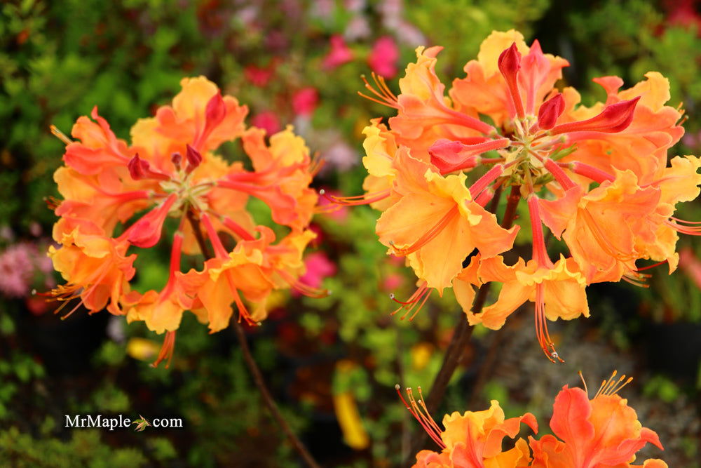 Buy Azalea 'Andrew J Boike' Native Alabama Flame Azalea — Mr Maple