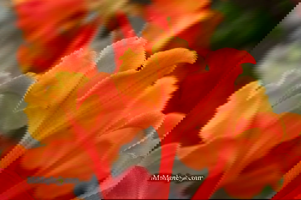 Buy Azalea 'Andrew J Boike' Native Alabama Flame Azalea — Mr Maple