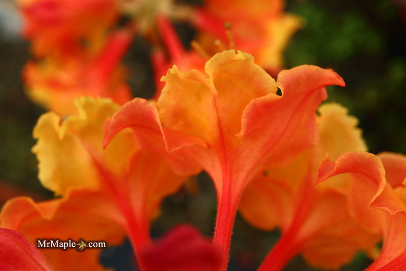 - Azalea 'Andrew J Boike' Native Flame Azalea - Mr Maple │ Buy Japanese Maple Trees