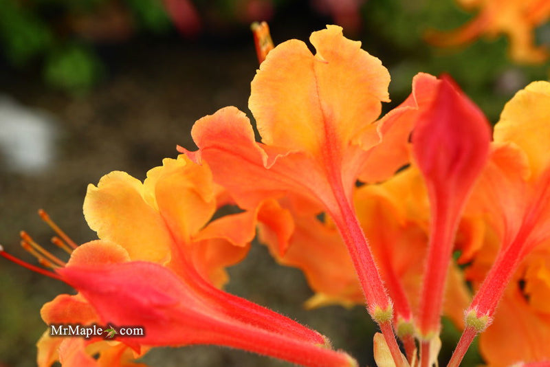 - Azalea 'Andrew J Boike' Native Flame Azalea - Mr Maple │ Buy Japanese Maple Trees