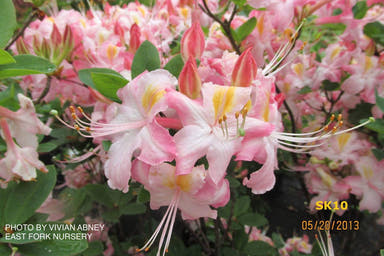 - Azalea 'Appalachian Ambrosia' Native Flame Azalea - Mr Maple │ Buy Japanese Maple Trees