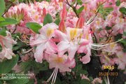 - Azalea 'Appalachian Ambrosia' Native Flame Azalea - Mr Maple │ Buy Japanese Maple Trees