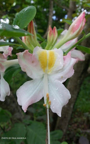 - Azalea 'Appalachian Ambrosia' Native Flame Azalea - Mr Maple │ Buy Japanese Maple Trees