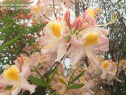 - Azalea 'Appalachian Ambrosia' Native Flame Azalea - Mr Maple │ Buy Japanese Maple Trees