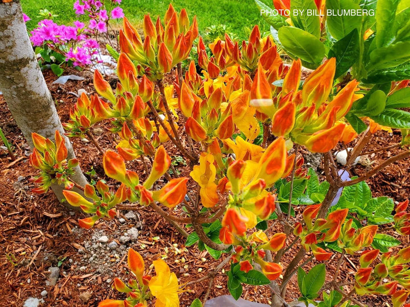 - Azalea 'Arneson Gem’ Yellow Orange Flowers Deciduous Azalea - Mr Maple │ Buy Japanese Maple Trees