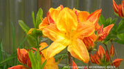 - Azalea 'Arneson Gem’ Yellow Orange Flowers Deciduous Azalea - Mr Maple │ Buy Japanese Maple Trees