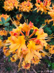 - Azalea 'Arneson Gem’ Yellow Orange Flowers Deciduous Azalea - Mr Maple │ Buy Japanese Maple Trees