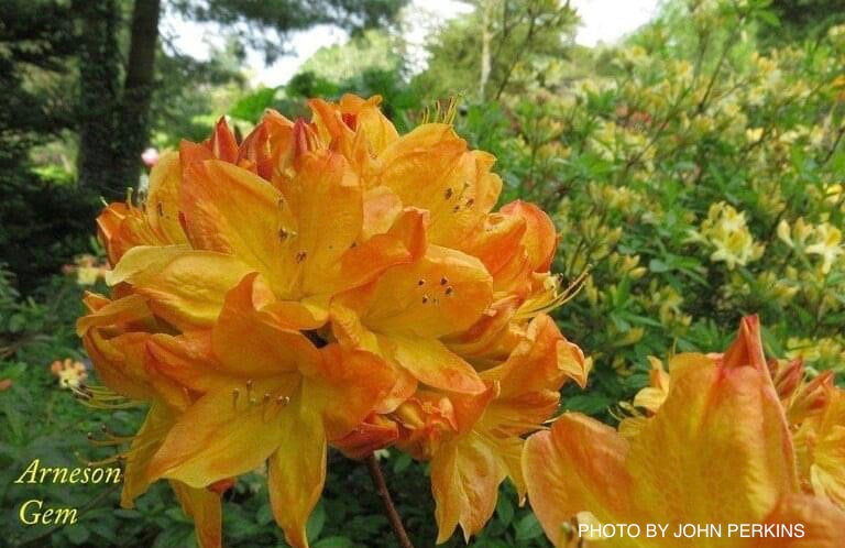 - Azalea 'Arneson Gem’ Yellow Orange Flowers Deciduous Azalea - Mr Maple │ Buy Japanese Maple Trees