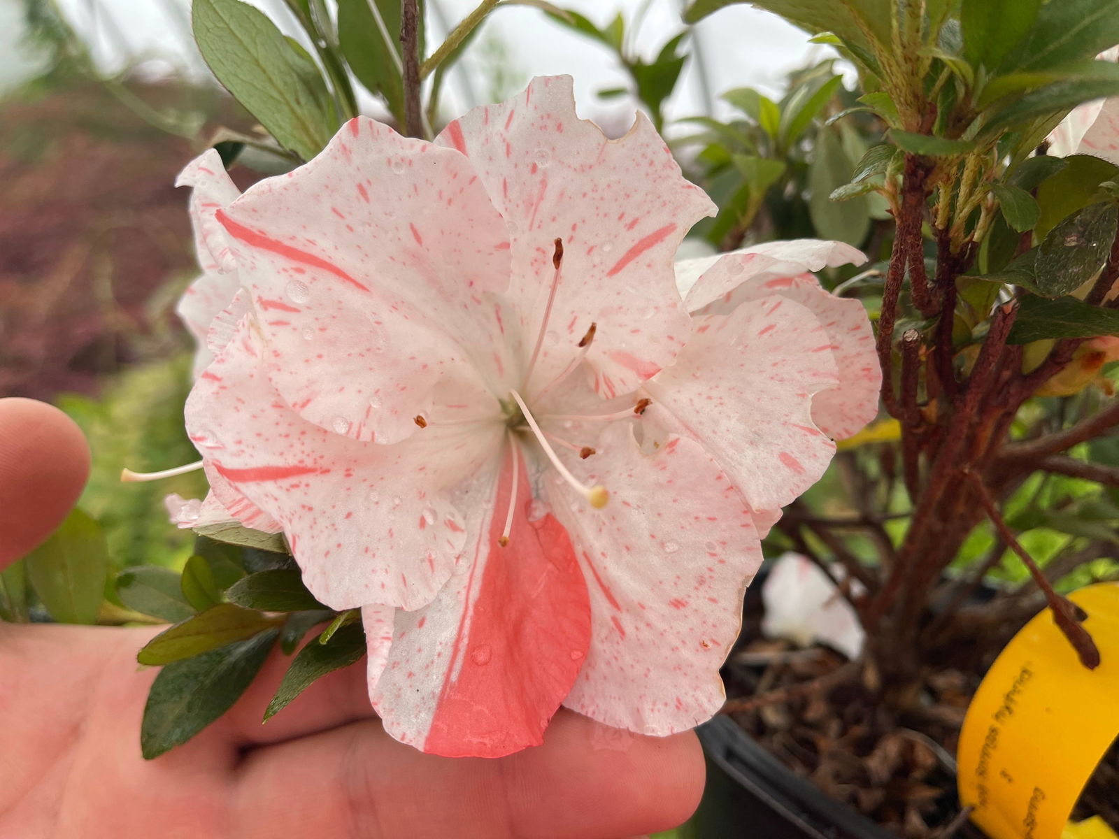 Buy Azalea 'Astronaut' Holly Springs Variegated Satsuki Azalea