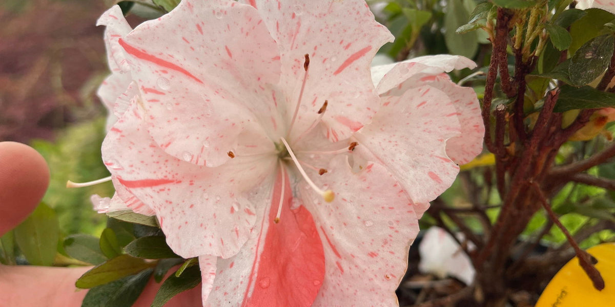 花花(*^^*) Azalea_Astronaut_Holly_Springs